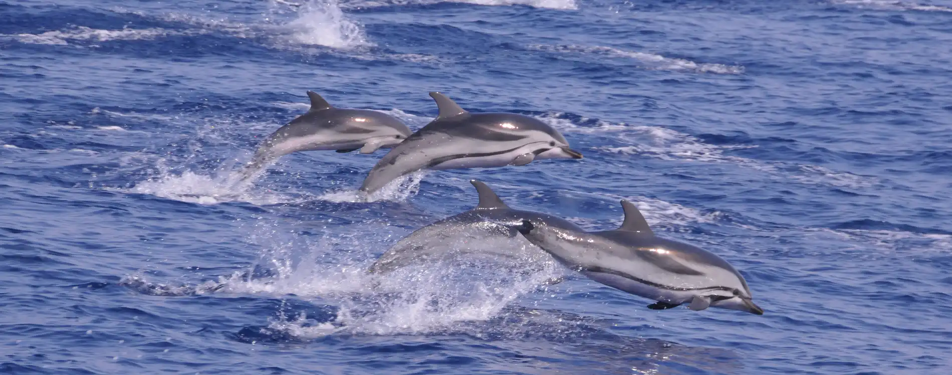 Dauphins & baleines Mer Monaco - La faune du Sanctuaire Pelagos